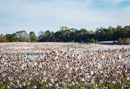 Field of cotton, typical of Central, Louisiana