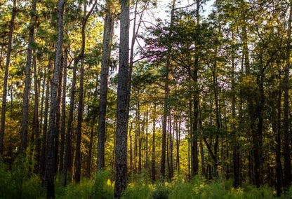 Sunlight through trees at Sam Houston Jones State Park in Westlake, Louisiana